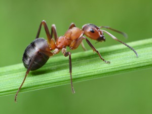 ants