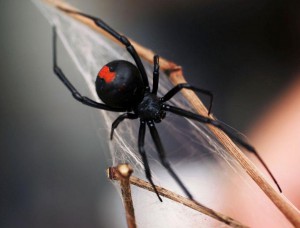 redback