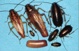 roaches