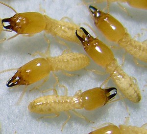 termites